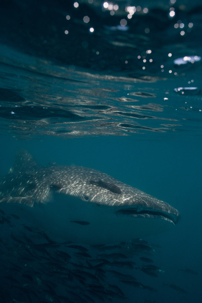 Emptying The Sea of Cortez