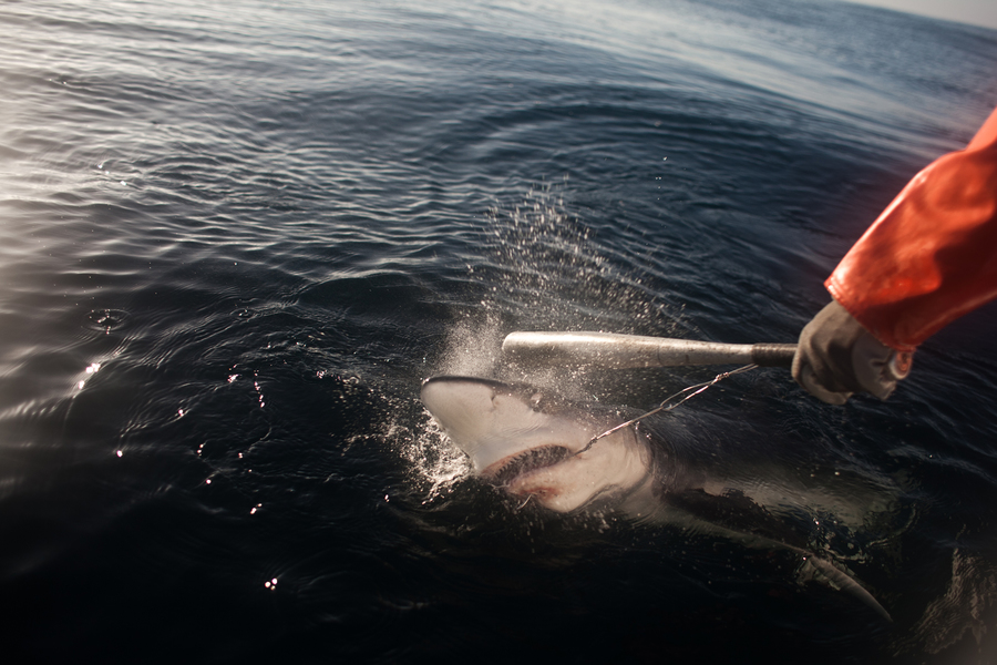 Shark Fishing Mexico