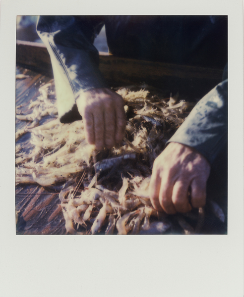 Deckhand Arthur Miller sorts shrimp from bycatch off the coast of Galveston, Texas while shrimping for bait on the "Sherry Diane." (Dominic Bracco II / Prime for WWF Magazine)