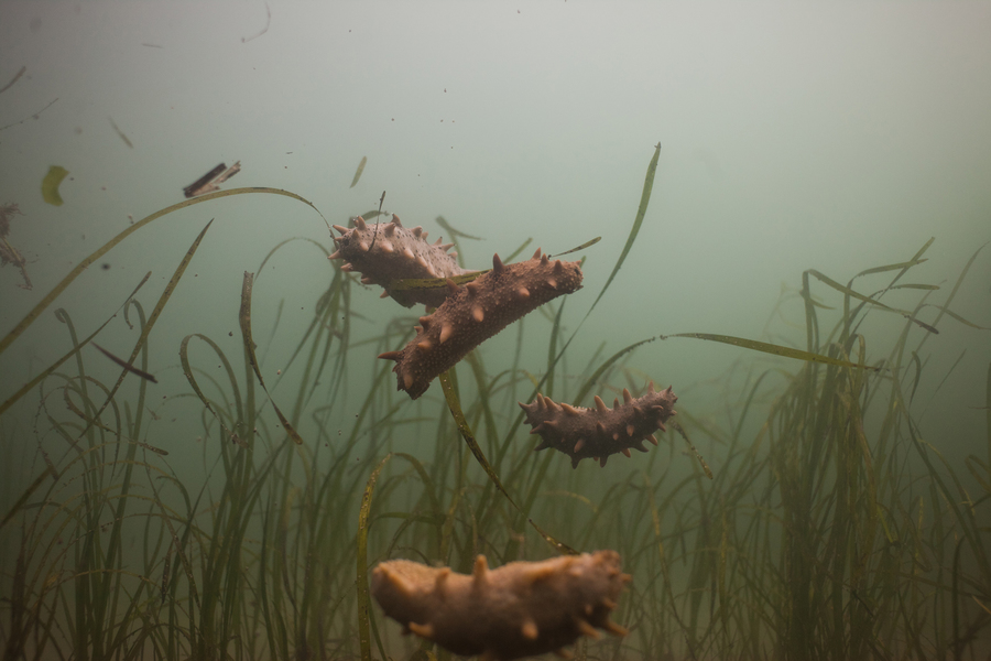 Sustainable Fishing China