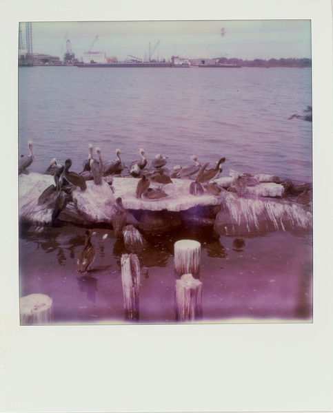 Pelicans rest near the docks at Katie's Seafood Market in Galveston, Texas. (Dominic Bracco II / Prime for WWF Magazine)