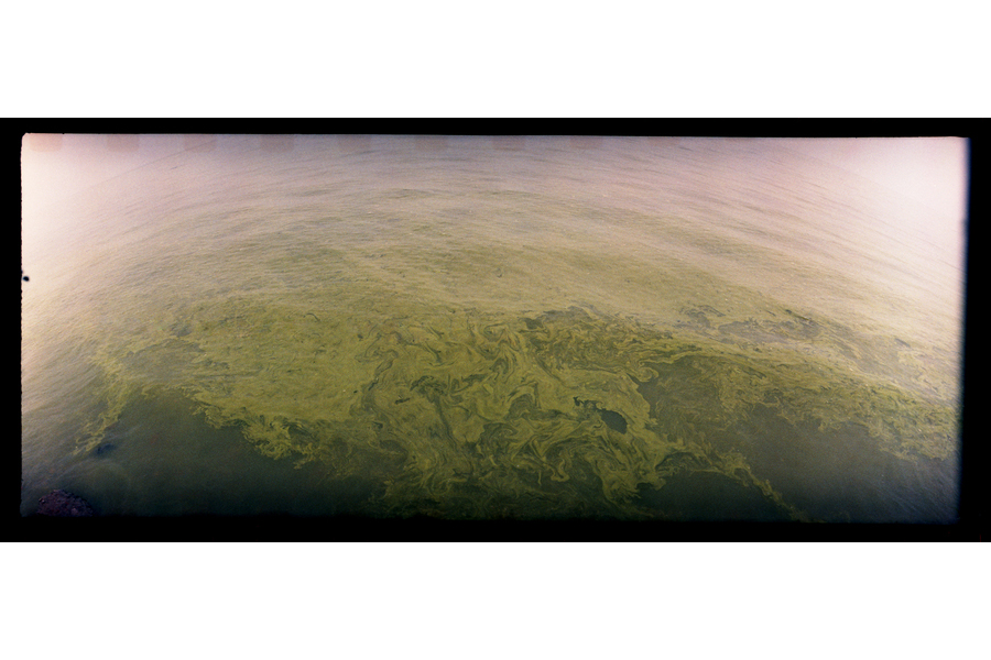 Researchers have tried to purify Taihu Lake's polluted waters. So far, much of Chinese research involves the use of aquatic plants and construction of wetlands. (Dominic Bracco II / Prime for Mongabay)