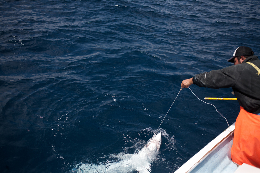 Mexico Shark Fin