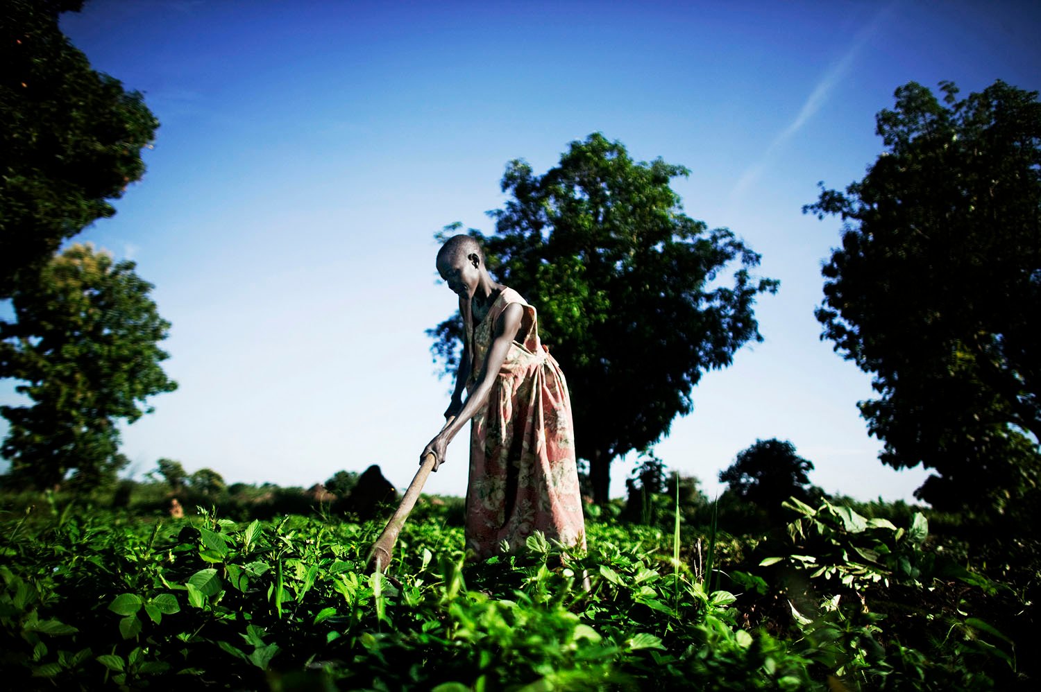  A woman tends to her garden in the fertile lands along the southern border with Uganda. The tribes in the deep south are agriculturalists and differ significantly in collective personality from the semi-nomadic pastoralists of central southern Sudan