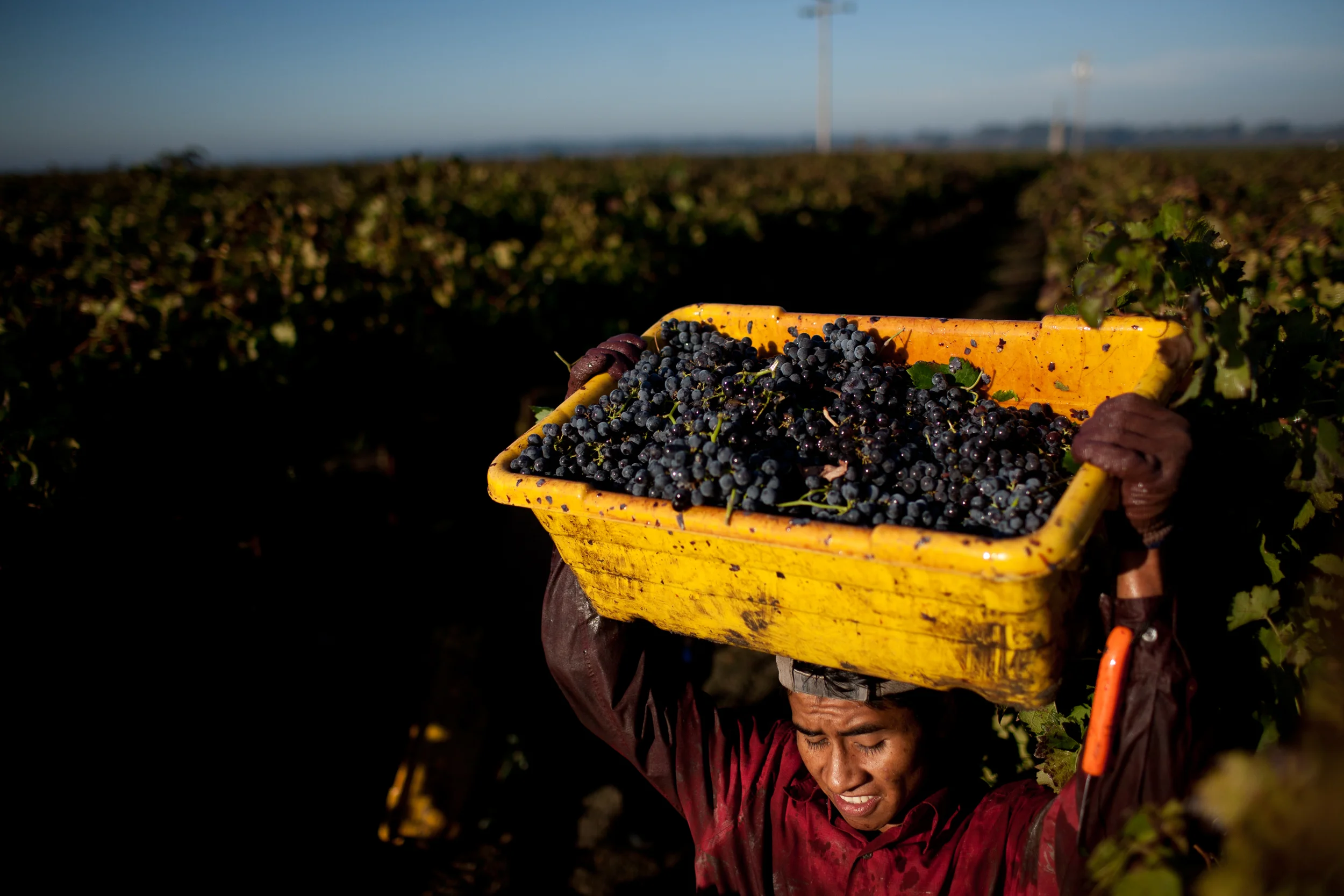 Grapes are harvested in the Bogle vineyard near Clarksburg, California.