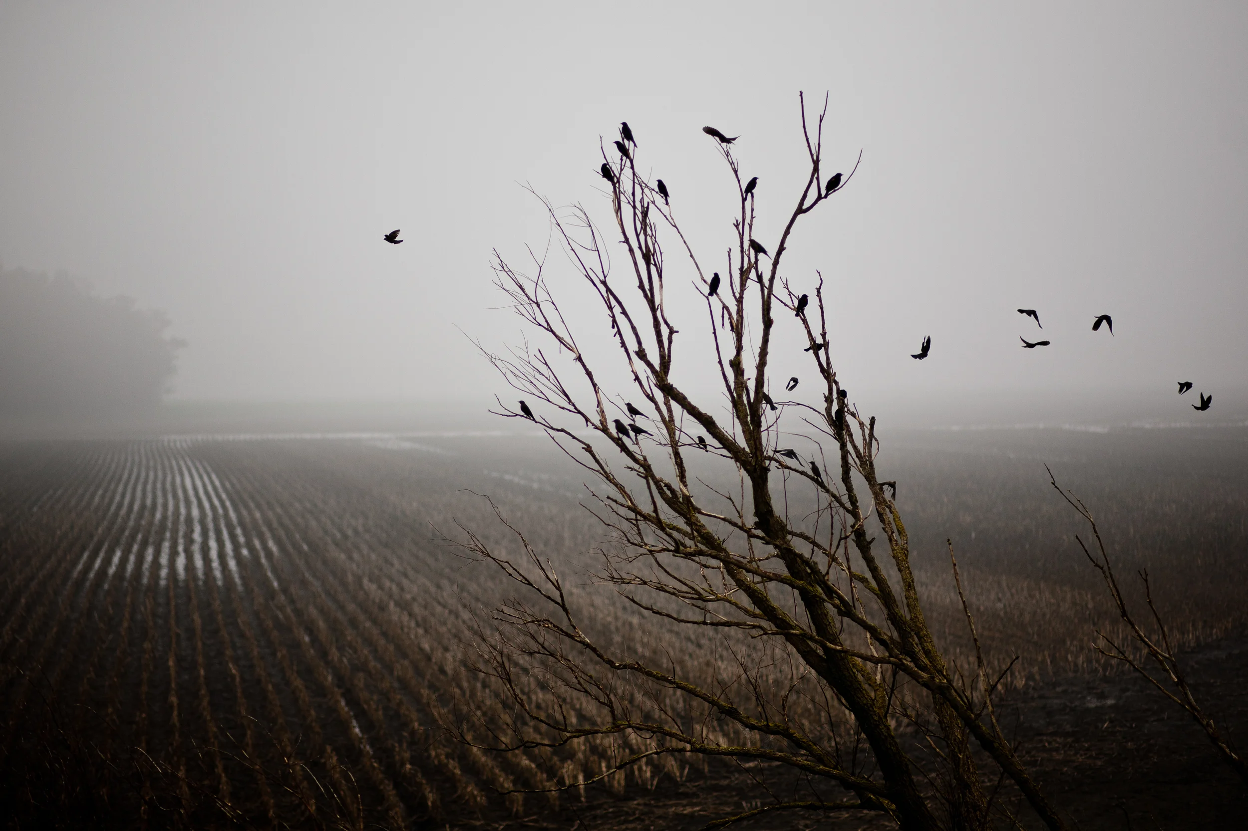 A winter scene in California's Delta, where much of California's scarce water supply passes through.