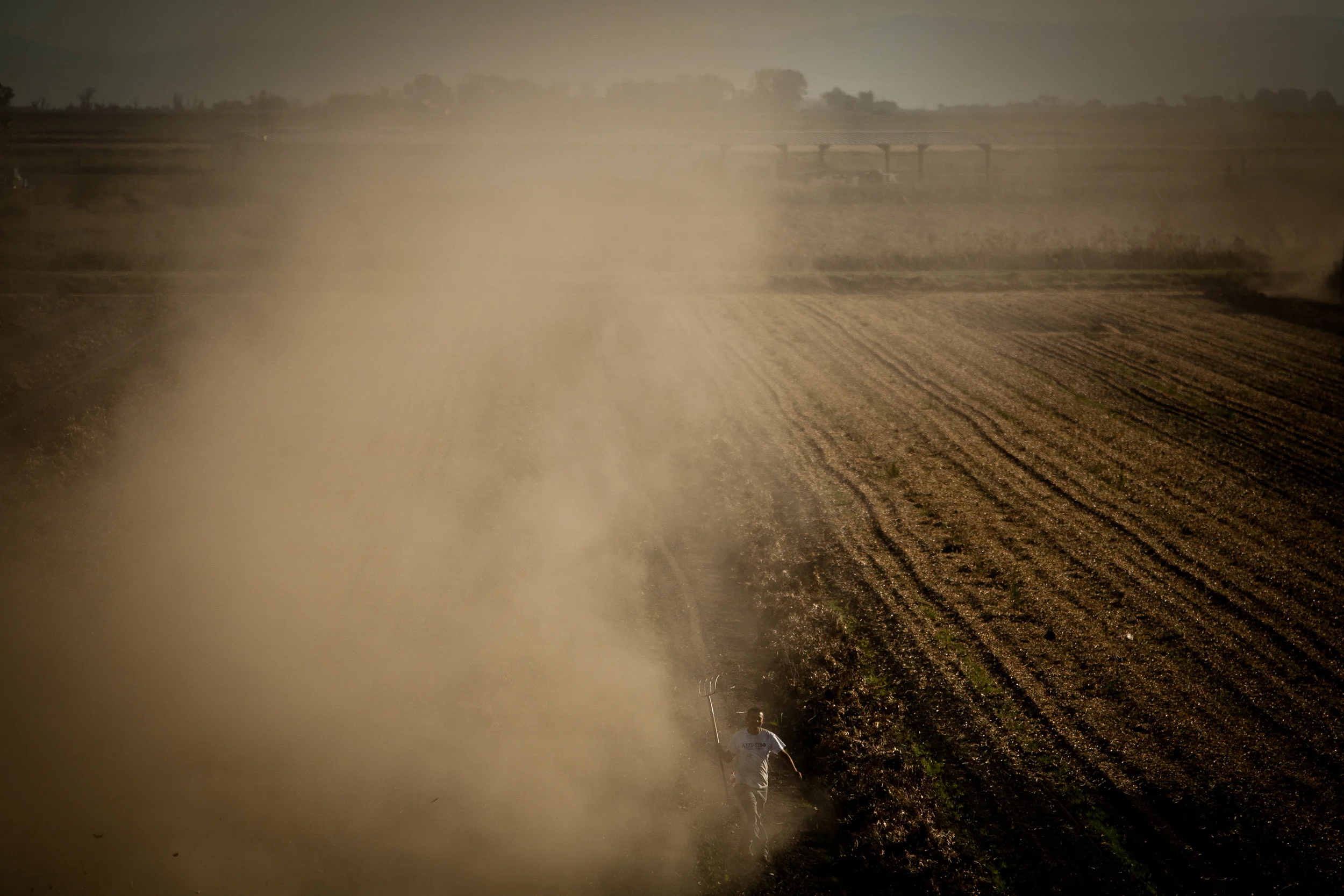 Farmworkers harvest corn silage on Brannan Island in California's Delta.
