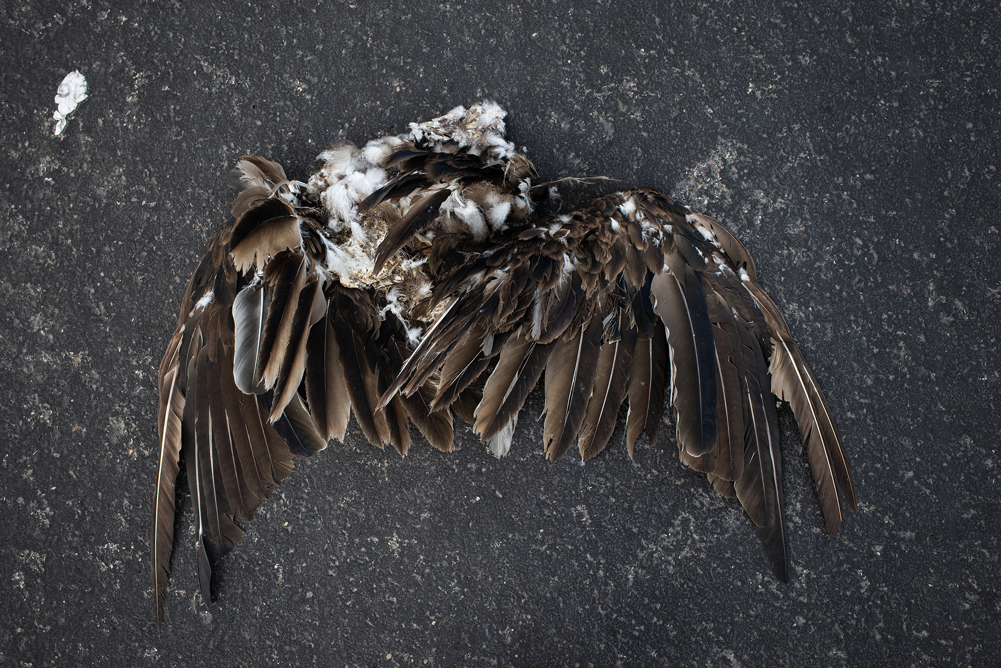  Detail of a dead eagle. The Rio Grande is well known for being a natural border between Mexico and United States, and to which many people submerge to reach the United States illegally, escaping the violence and bad economic situation of their count