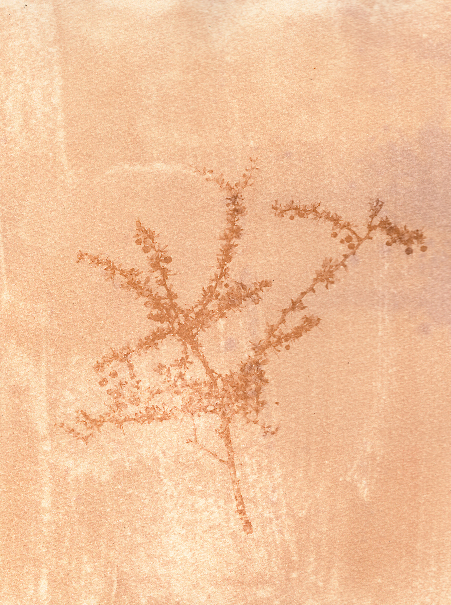  Detail of Calafate, an autochthonous and symbolic plant of the Island of Tierra del Fuego, used to create natural dyes used by the "Hilanderas del Fin del Mundo", a group of women dedicated to retake traditions of embroidery and weaving by invoking 