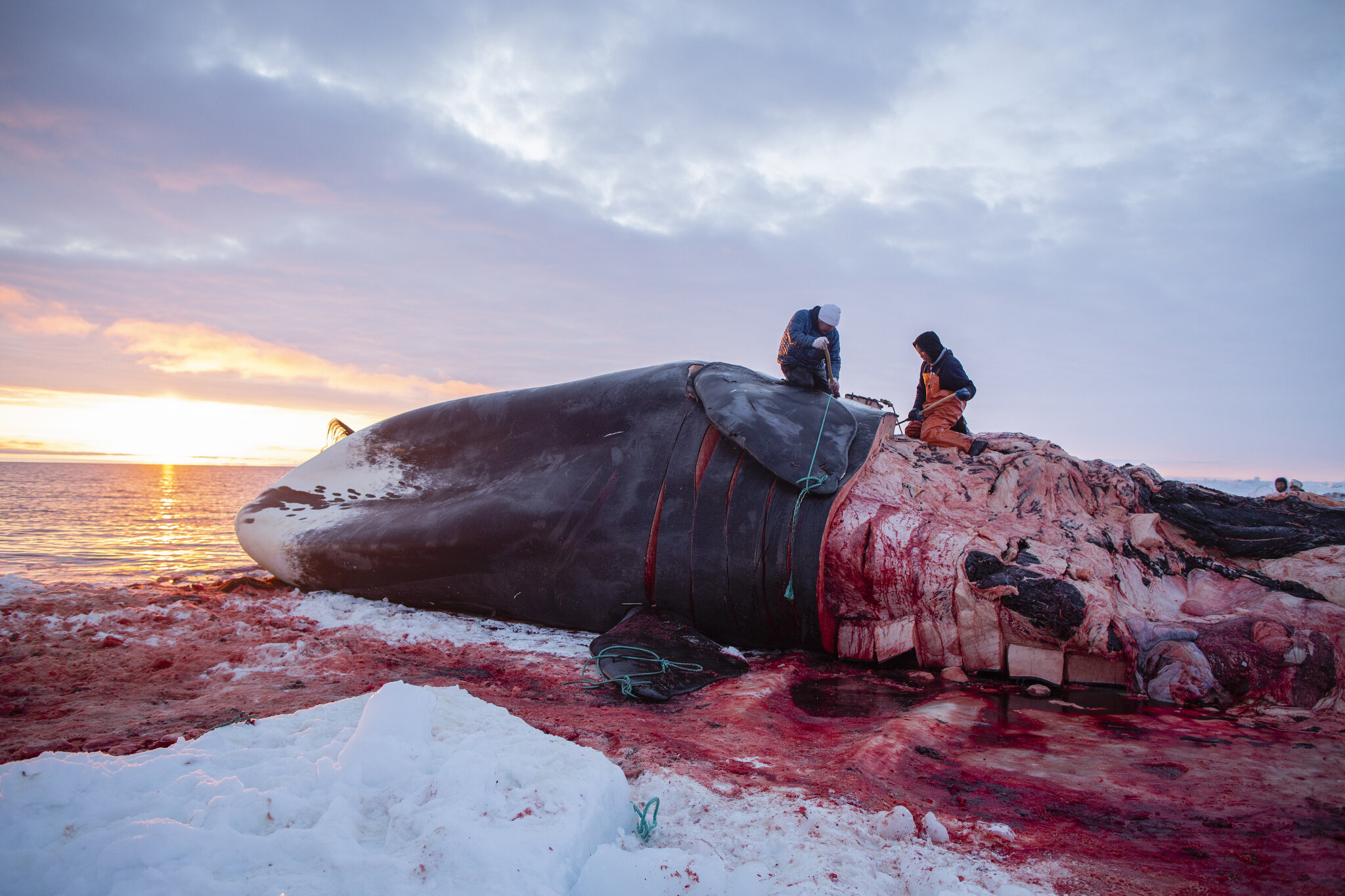  A roughly fifty-foot bowhead whale is caught during spring whaling in Utqiaġvik, Alaska. May 5th, 2016. Almost the entire village of Utqiaġvik participates in the annual spring whale hunt in some way, either as part of a whaling crew or assisting th