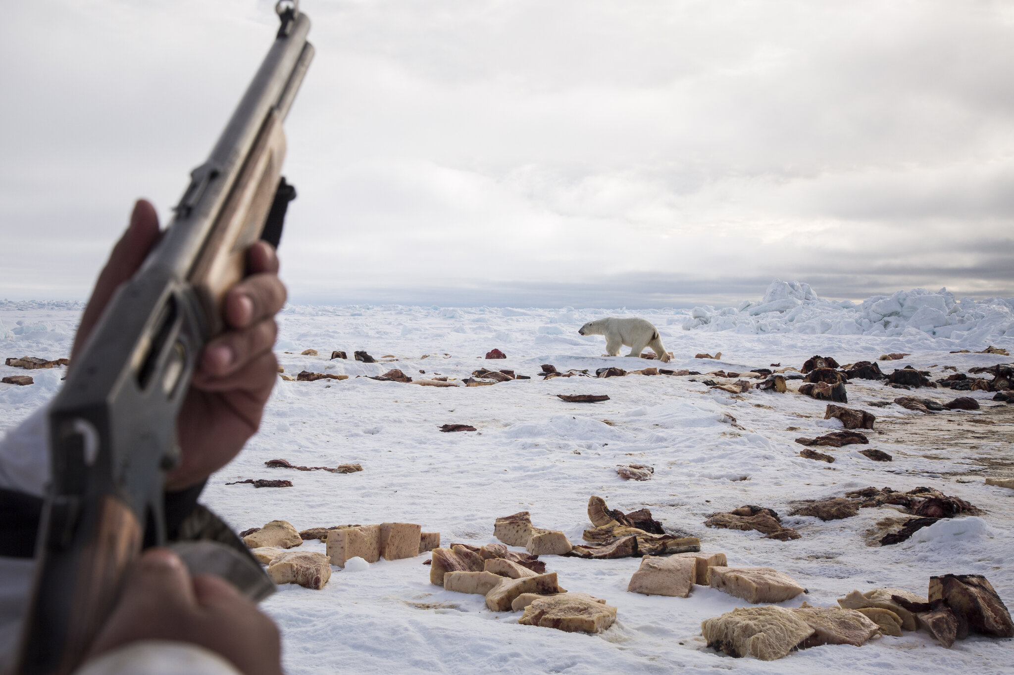  An adolescent polar bear grew tired of whale scraps, and made continuous attempts to eat a freshly caught whale in Barrow, Alaska as dozens of whalers and community members stood nearby. It was later shot and killed. Polar bears have grown increasin