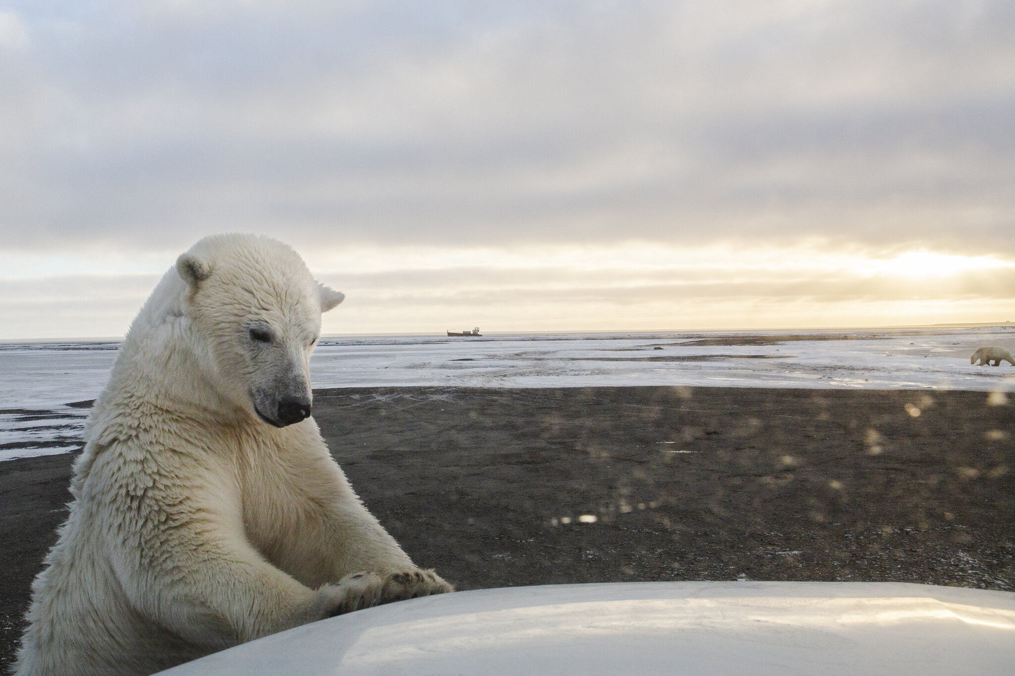  A curious teenage male polar bear investigates the hood of a truck in Kaktovik, Alaska, an Inupiat native village in the Alaskan Arctic. October 17th, 2015. Every fall after the Kaktovik community’s annual subsistence hunt of bowhead whales, more an