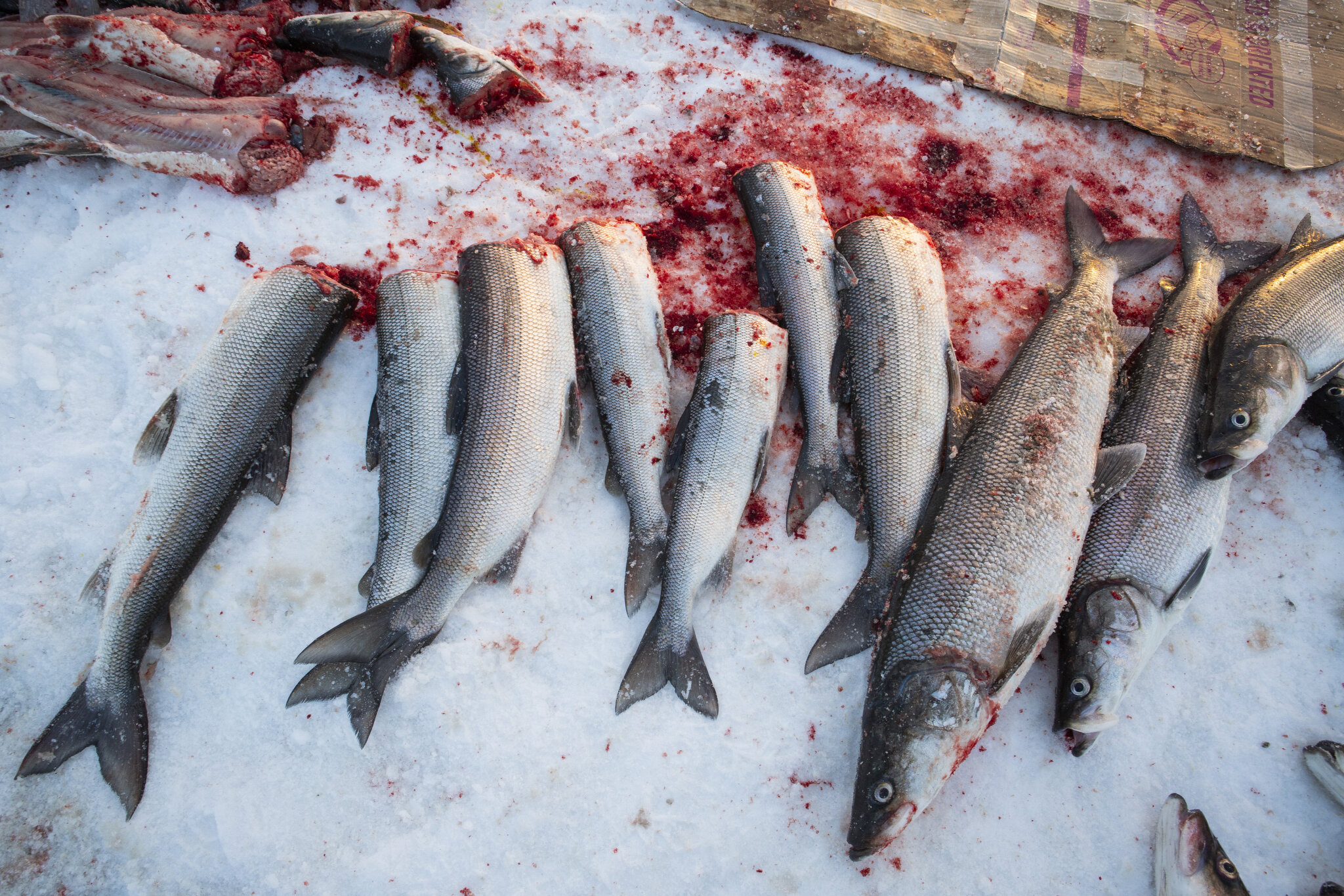  Sheefish on the frozen Kotzebue Sound in May 2015. Ice hole fishing is a popular past-time and these large fish are an important source of food for people in Kotzebue. Sheefish are under threat however as a result of a large crater releasing sedimen