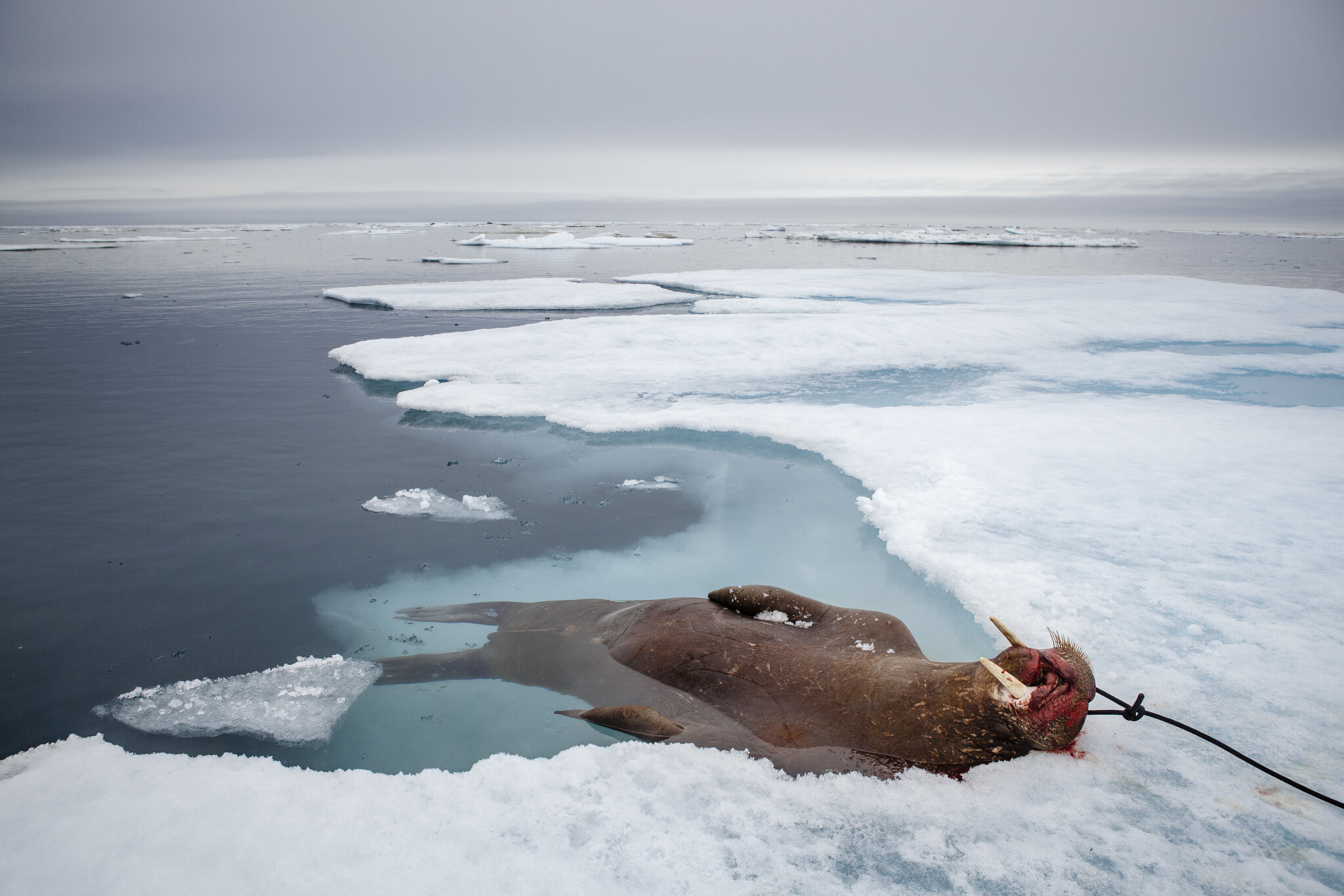  An Inupiat family hunts a walrus on the sea ice in the Arctic Ocean near Utqiagvik, Alaska (formerly known as Barrow). June 6th, 2015. Hunting affects all aspects of life, and is an important food source for this community. June used to be seal hunt
