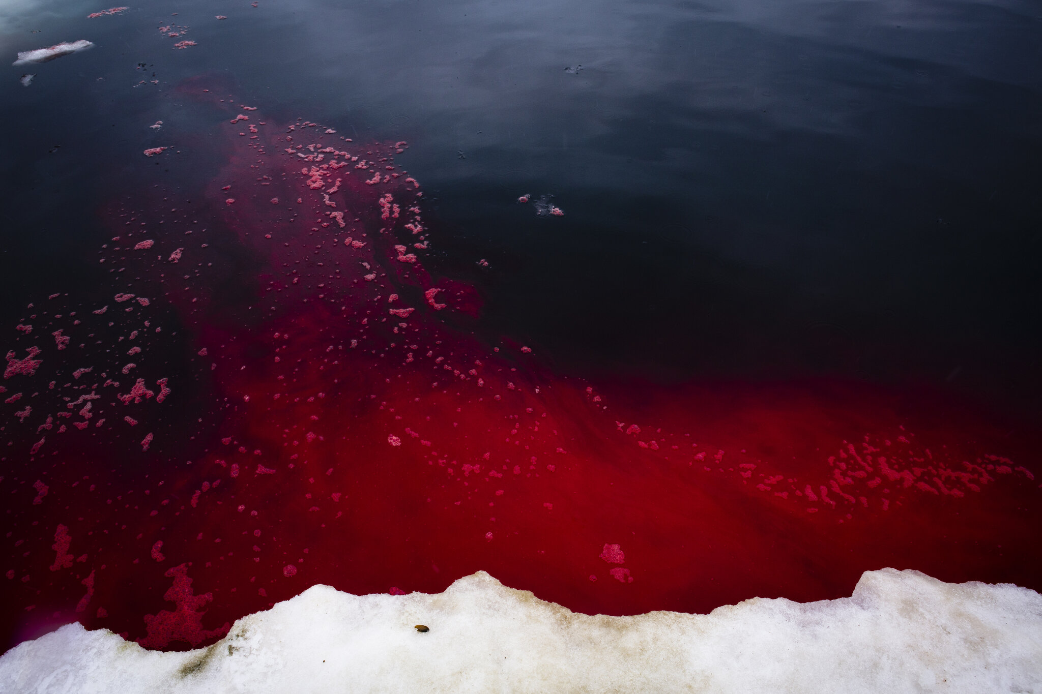  Walrus blood in the Arctic Ocean after an Inupiat family hunts a walrus on the sea ice near Utqiagvik, Alaska (formerly known as Barrow). June 25th, 2015. Hunting affects all aspects of life in Barrow, and is an important food source for this commun