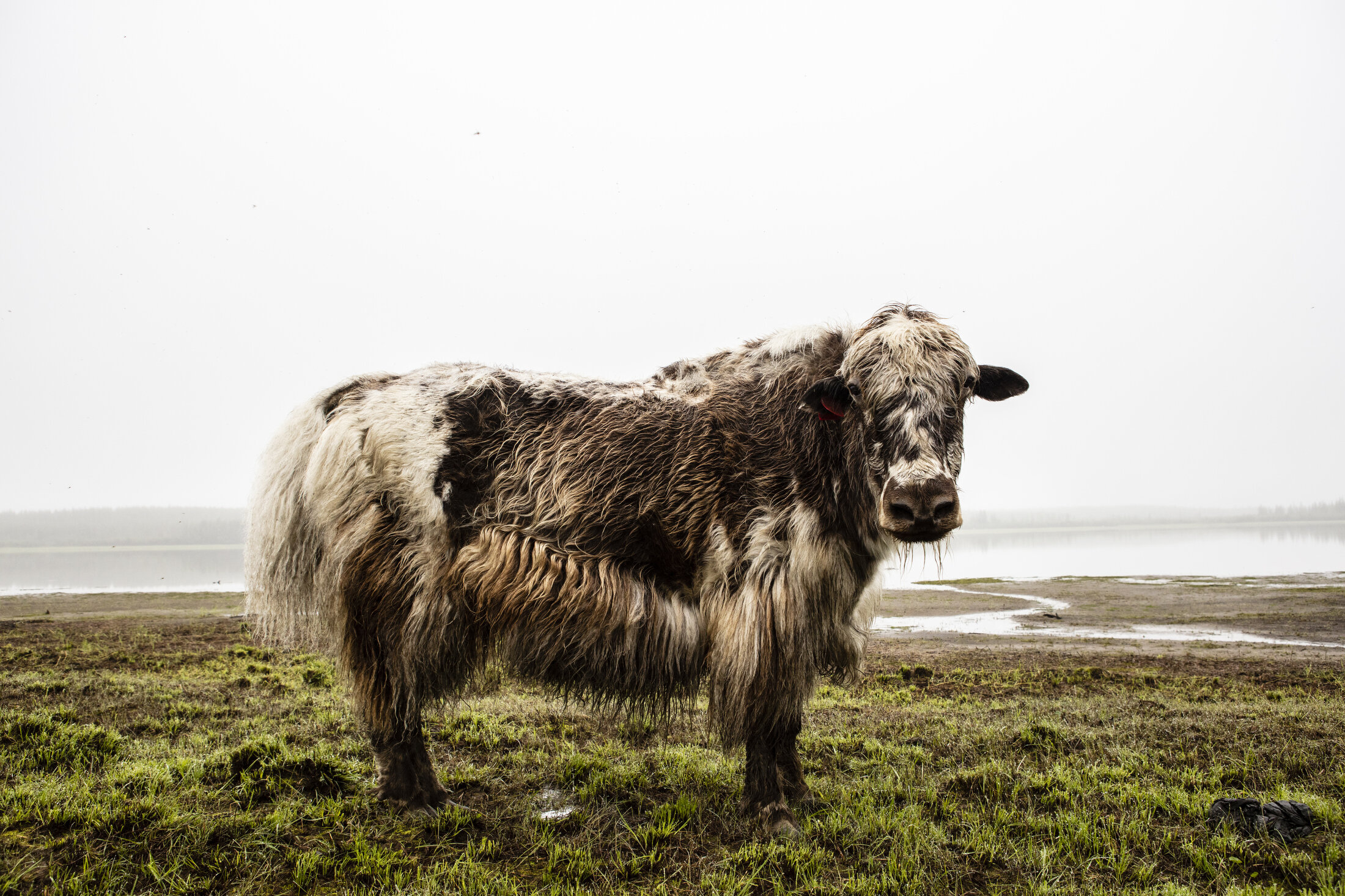  Yak by the lake. More than a dozen yaks currently roam around Pleistocene Park outside of Cherskiy, Siberia. Pleistocene Park, a nature reserve and research station along the Kolyma river in the northeast of Siberia, is also a large-scale scientific