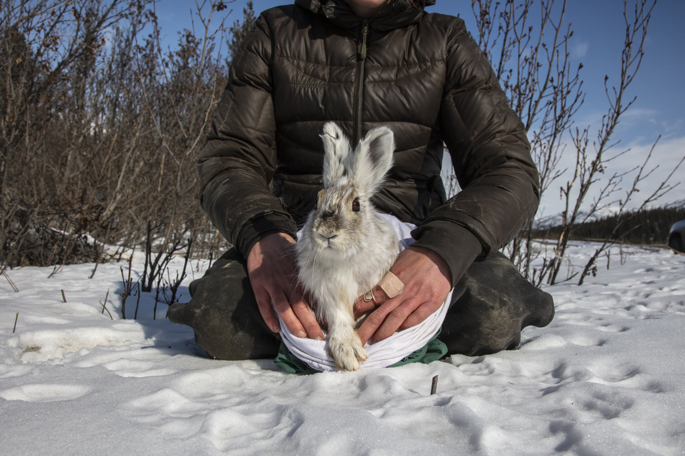  Scientist Claire Montgomerie from University of Alaska Fairbanks at a snowshoe hare research site along the Dalton Highway in Alaska on May 4, 2018. 