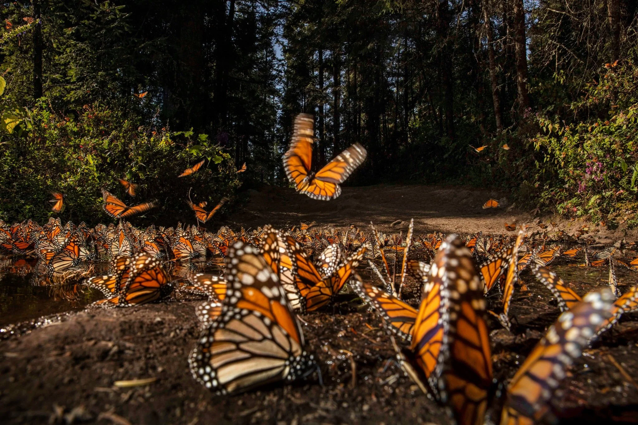 Protecting Mexico's Monarch Butterflies