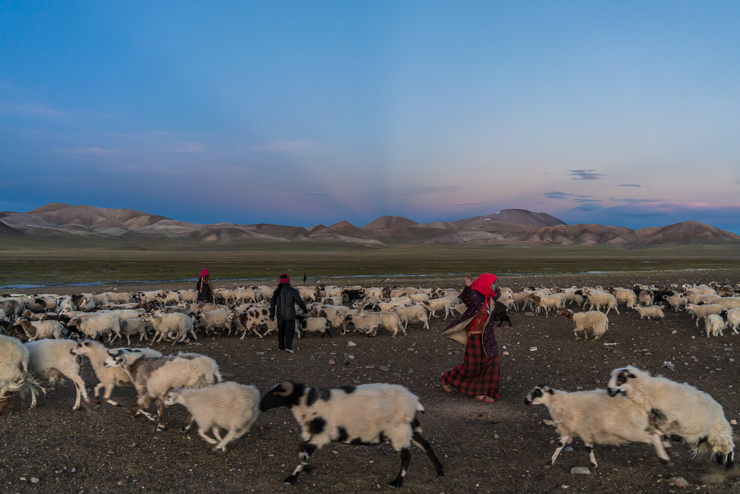  Gudong, 19, Thupthen, 39, and Choezang, 38, from left, herd their sheep and goats together for the night near her nomad camp along the Indus River, summer pastures which residents refer to as Yakra Changma, on Friday, September 6, 2019 in Gê'gyai Co