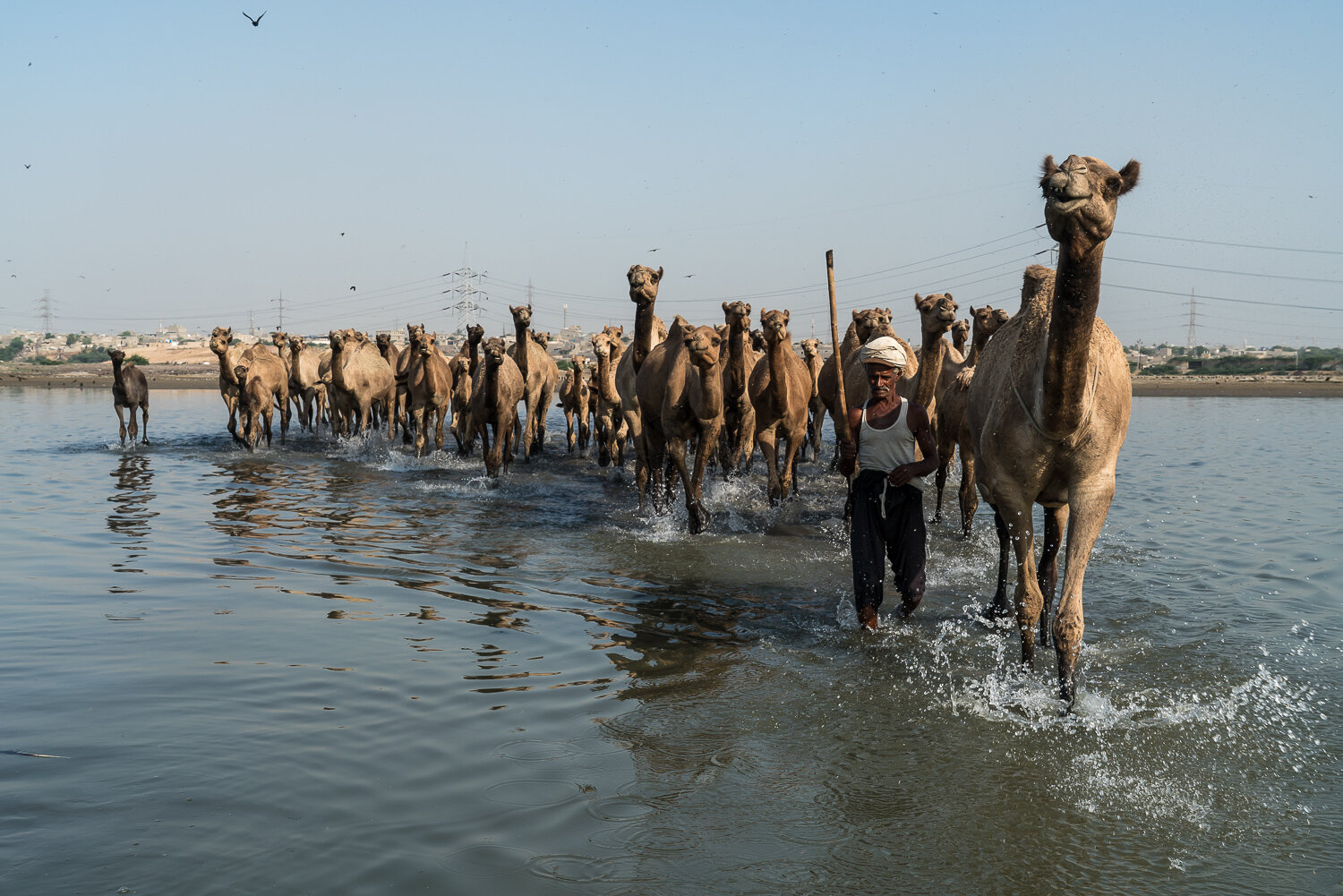  A herd of camels is led to graze on mangroves in the Indus River delta on Saturday, October 12, 2019 in Ibrahim Hyderi, Sindh, Pakistan. 