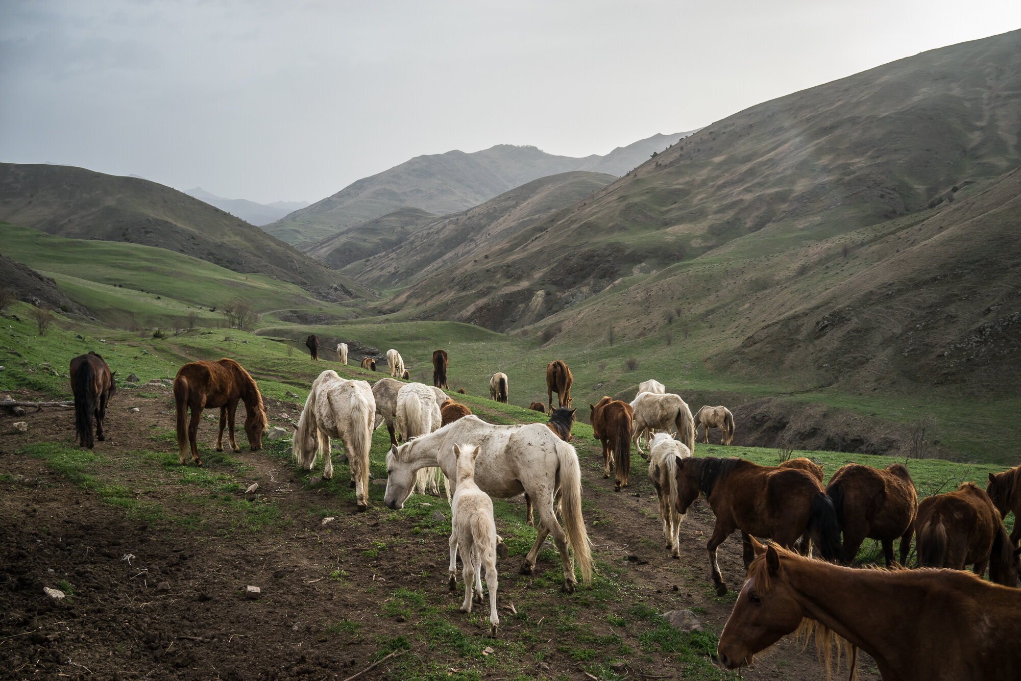 A herd of horses, the brown ones of which are Karabakh horses, a breed originally developed in the region which is now faced with extinction, are let out to pasture on a farm in the mountains. Vank, Nagorno-Karabakh. 2015. 