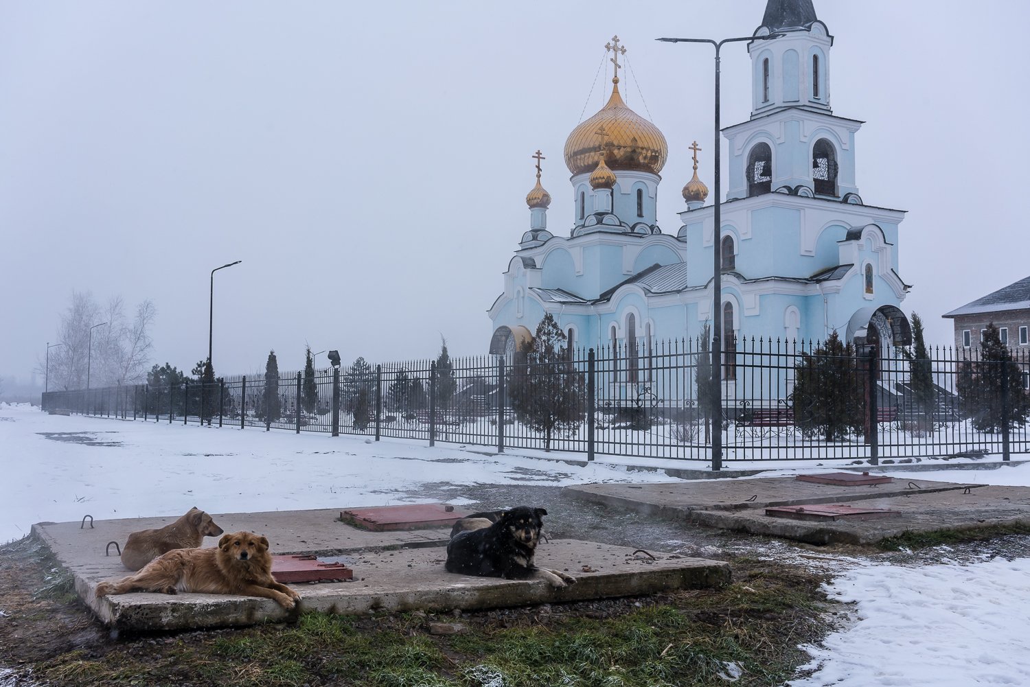  Stray dogs lie on a steam vent outside the Church of St. Mary Magdalene on Sunday, January 23, 2022 in Avdiivka, Ukraine. 