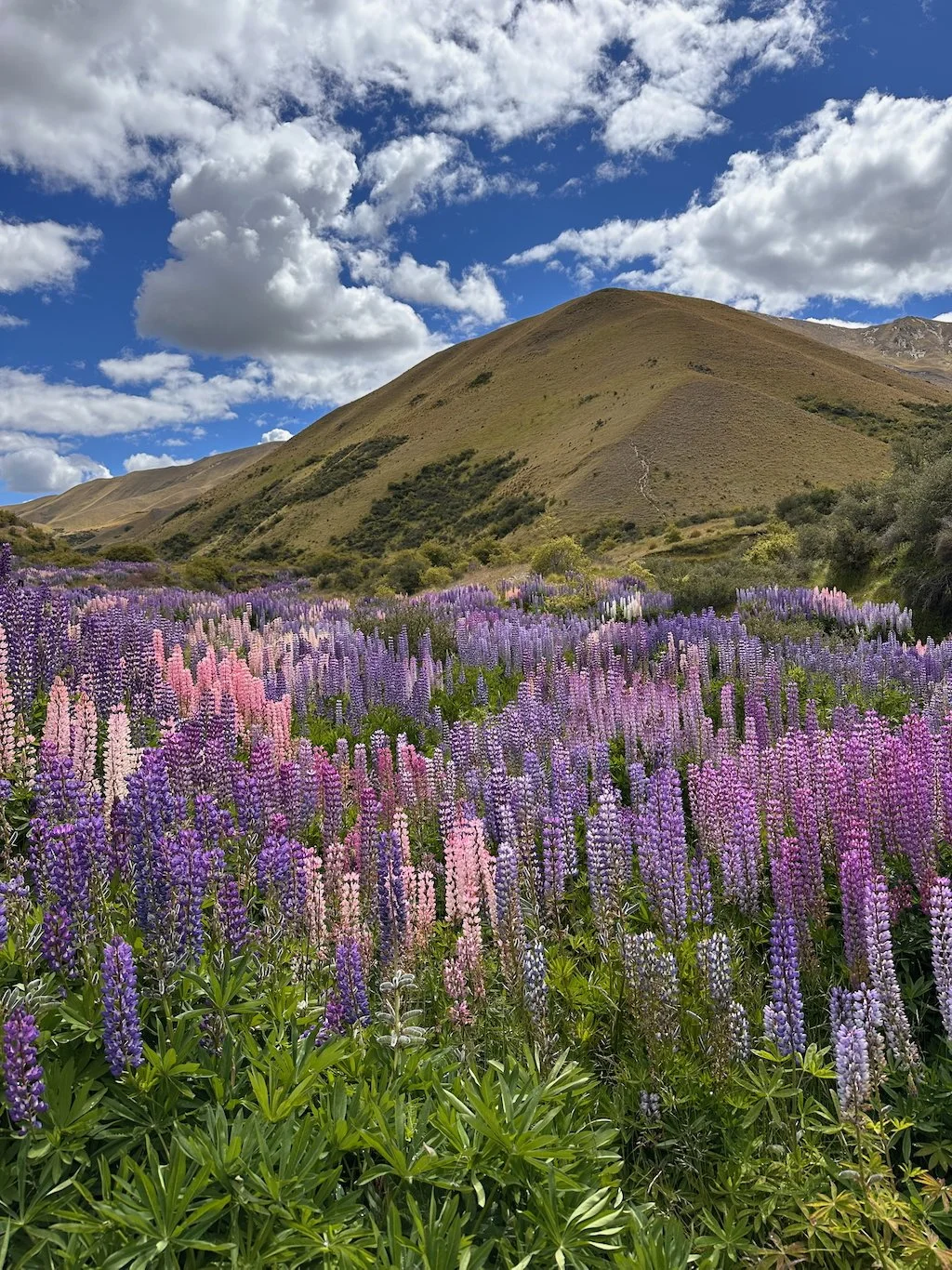 December is peak lupine season