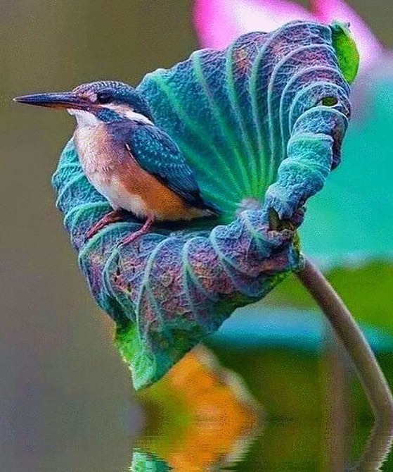 Incredible bird !!! #plumedepanache