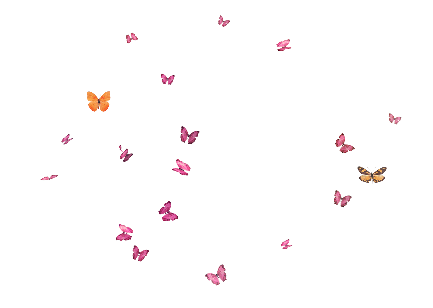 kisspng-butterfly-flight-flying-butterfly-5a87e1f4b599d0.0130056715188546447439.png