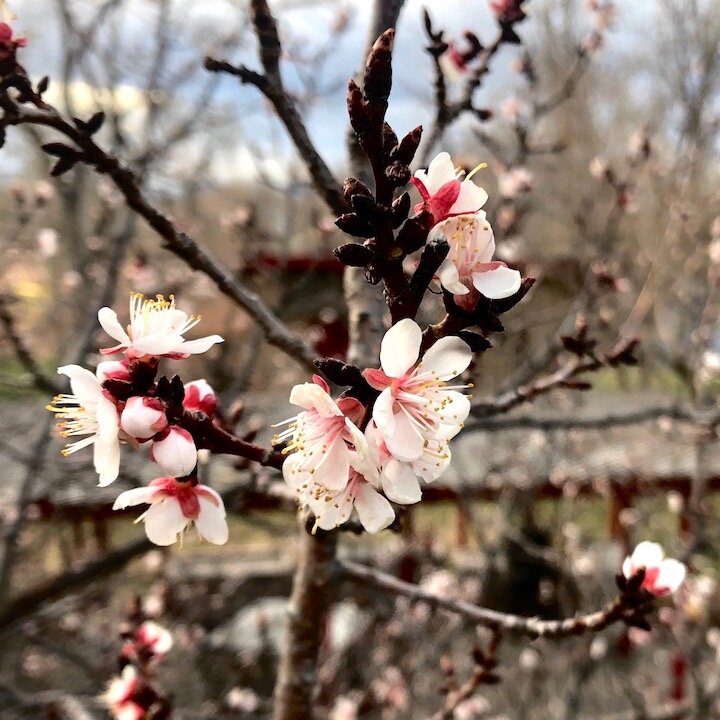 Spring Hopes Eternal