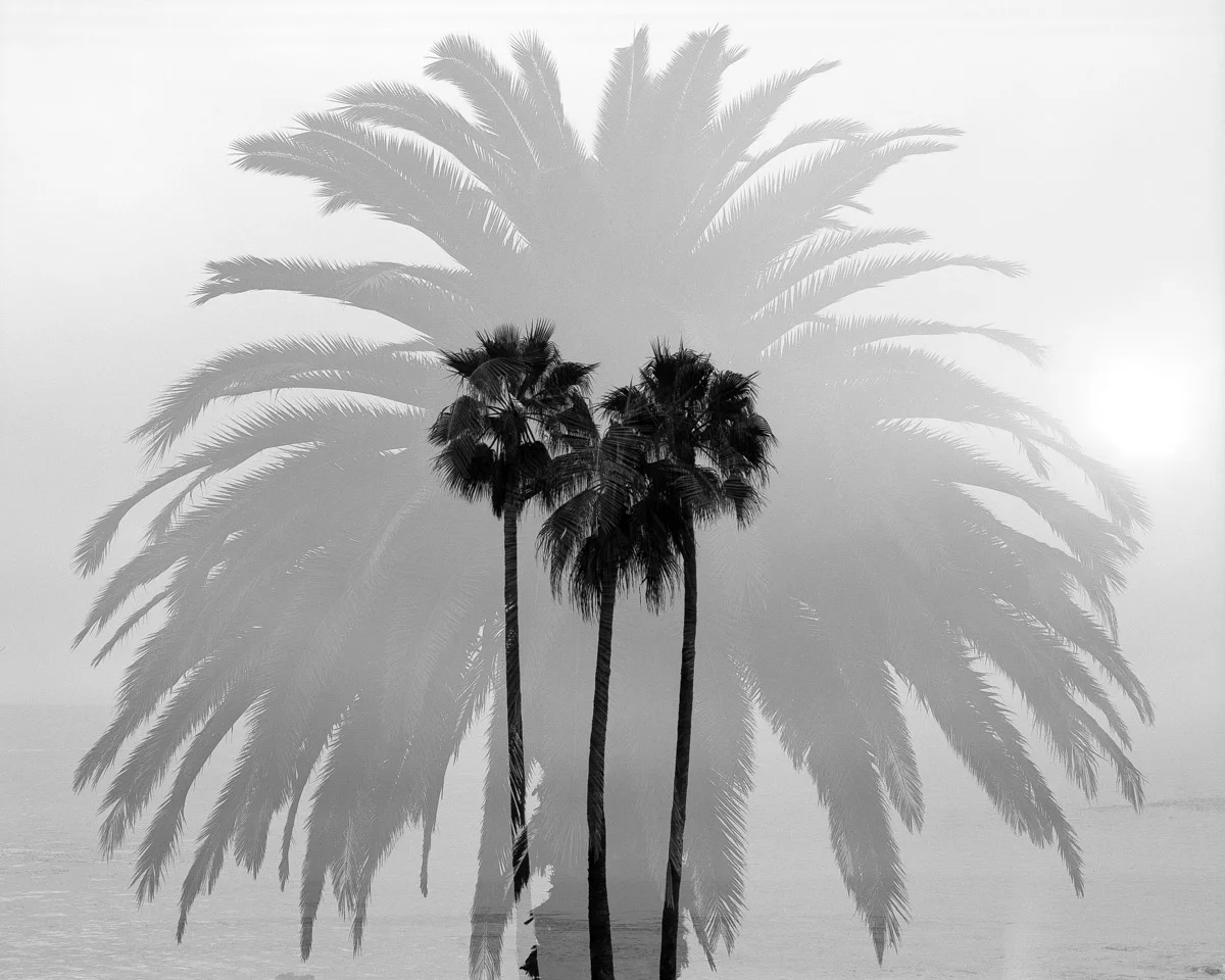 Palm trees in Laguna Beach, CA. Multiple exposure.