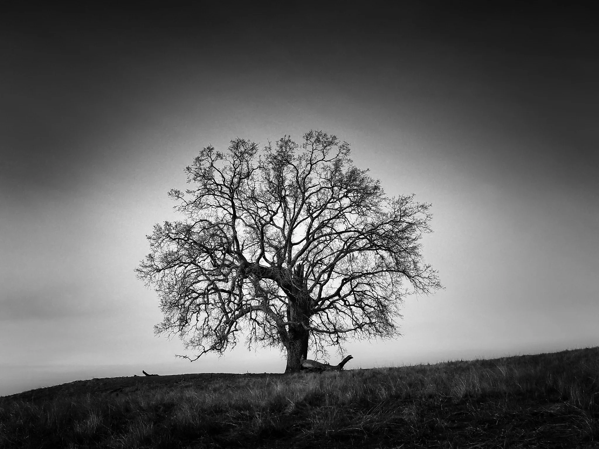 The Tree