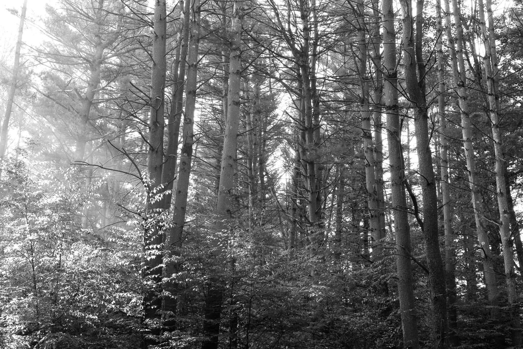 one of the very few images taken while camping in allegheny