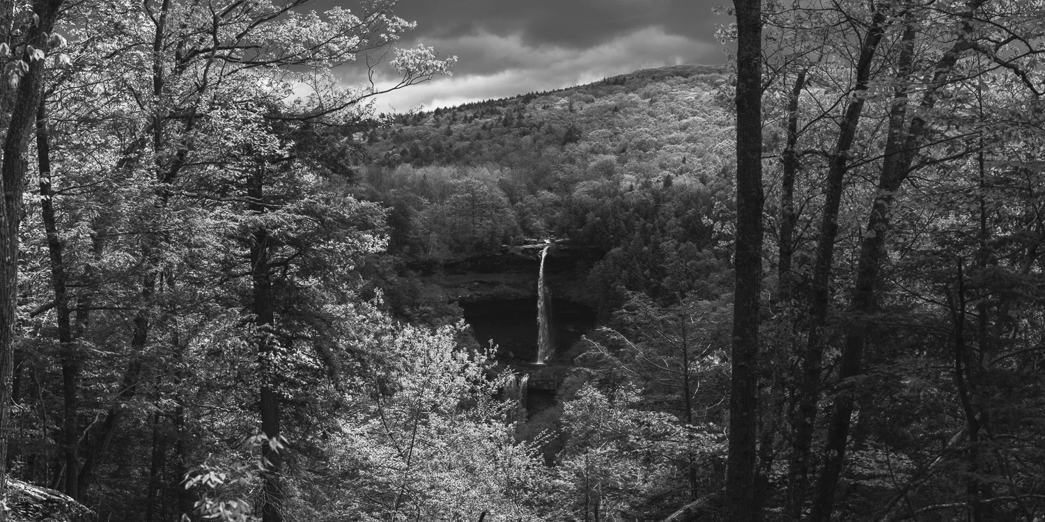 Forest Views.jpg