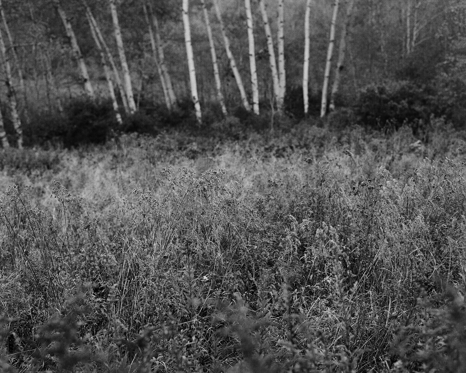 Forest Views.jpg