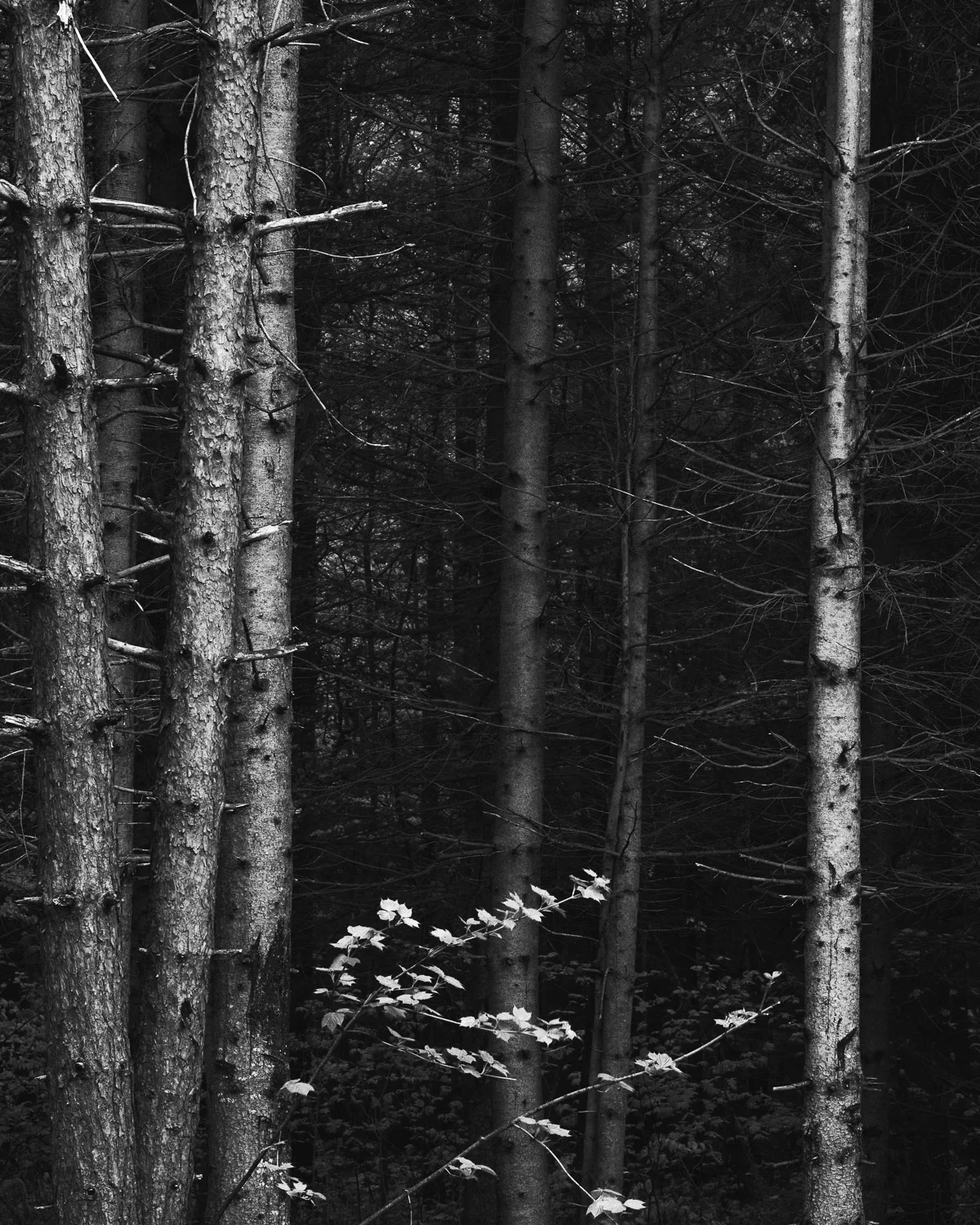 Forest Views.jpg