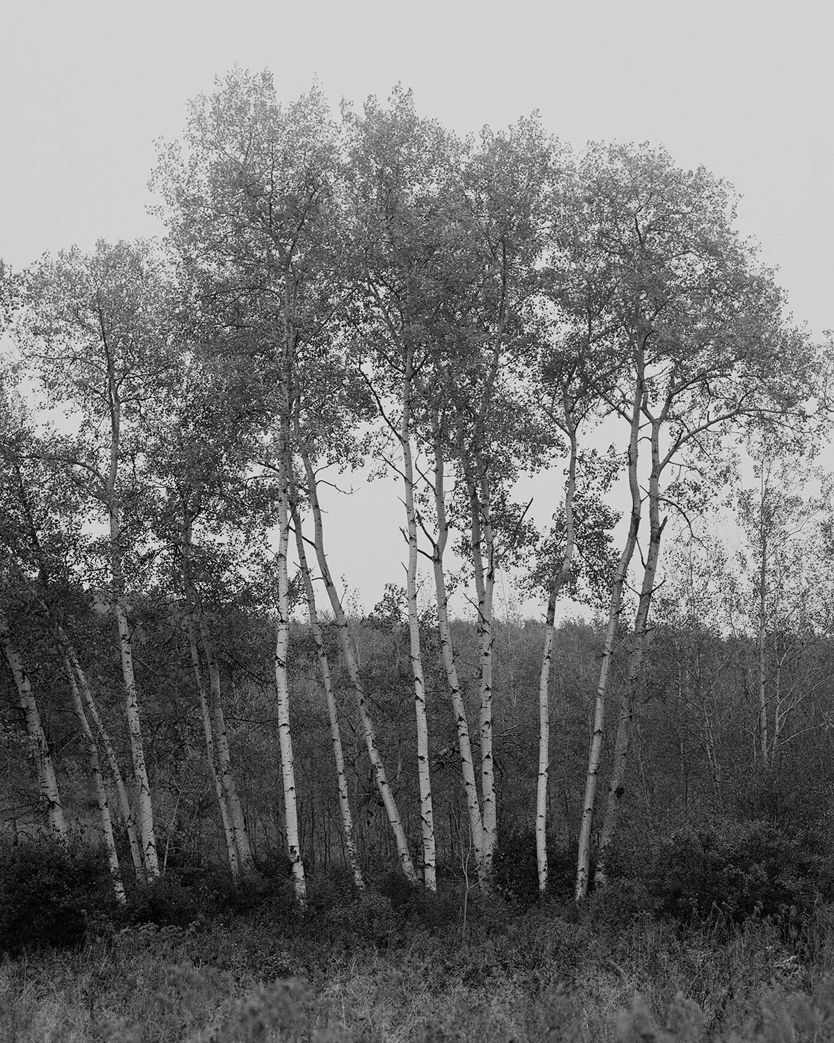 Forest Views.jpg