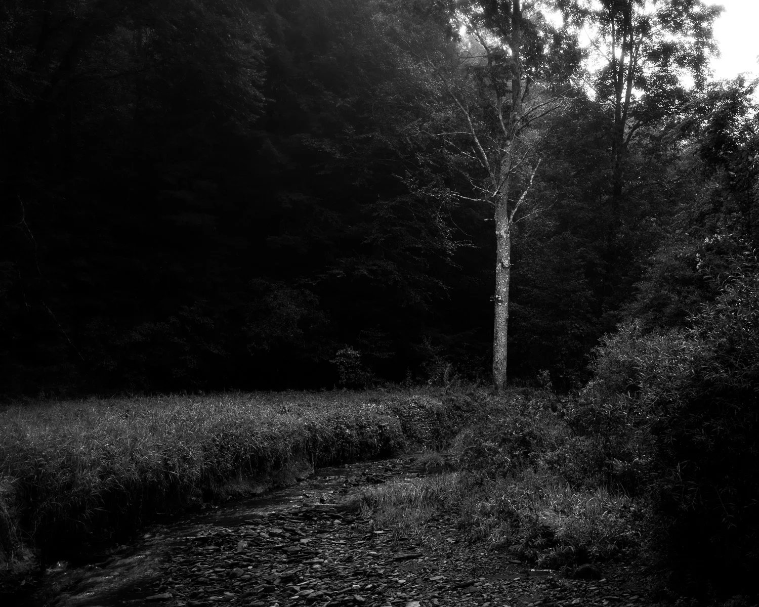 Forest For The Trees.jpg