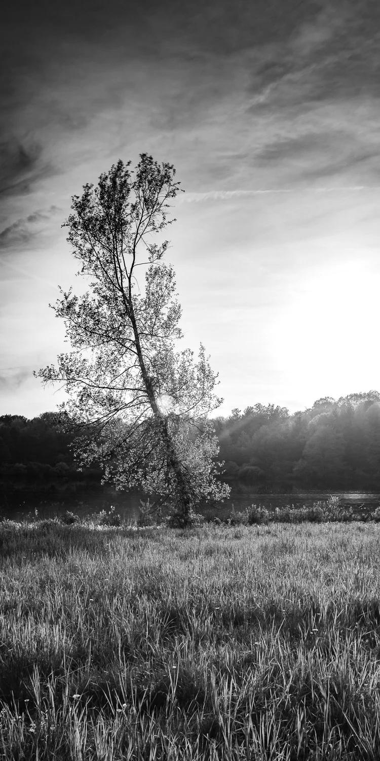 Forest Views.jpg