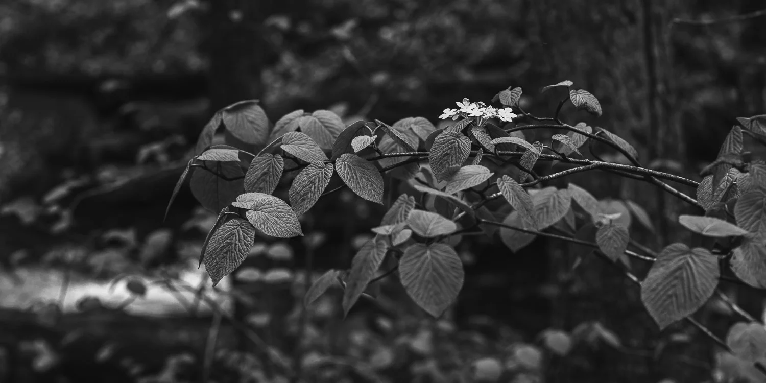 In Bloom.jpg