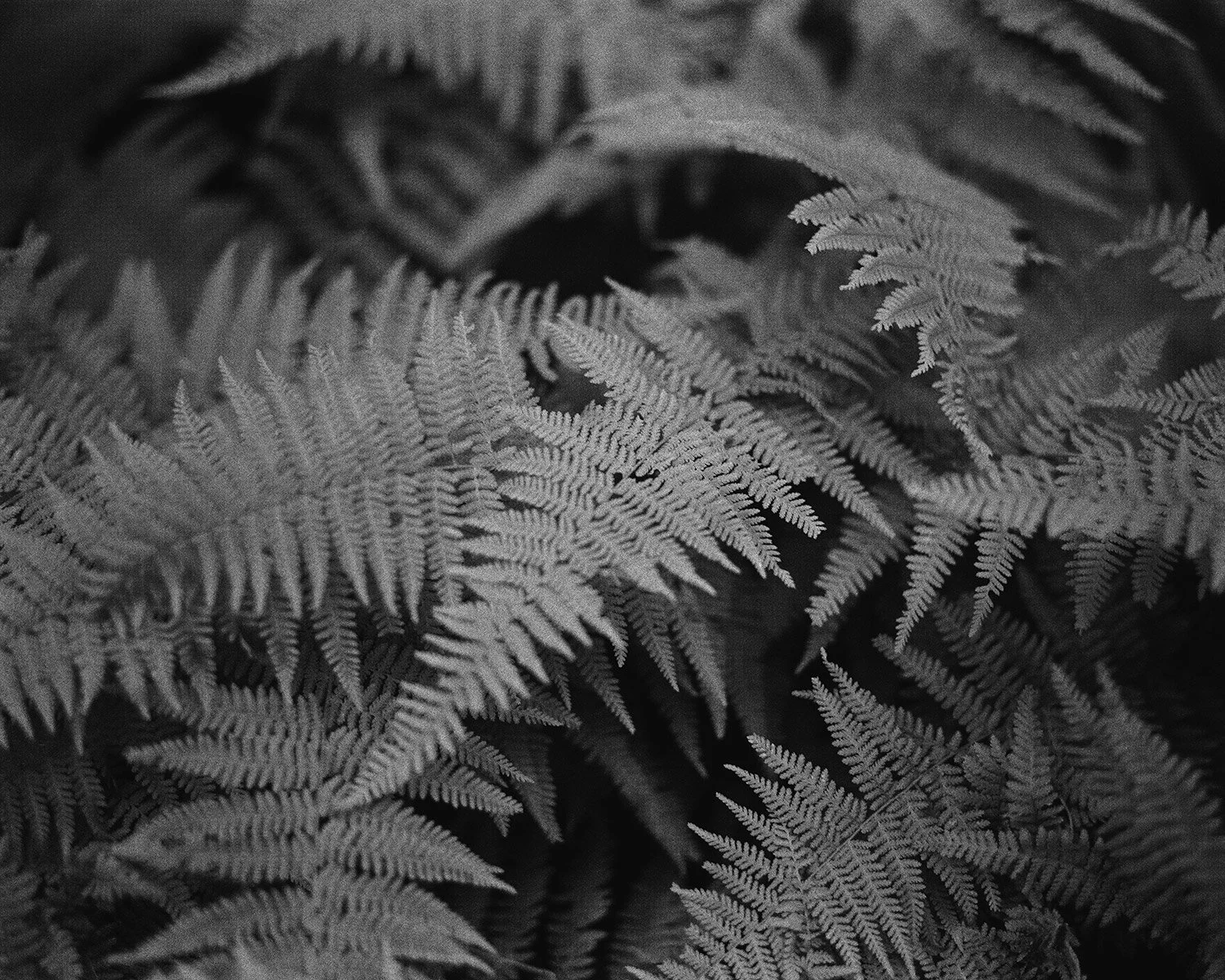 Upon The Forest Floor.jpg