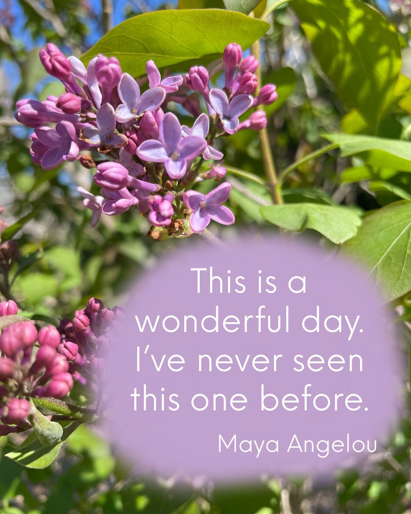 ~~ present moment awareness ~~ This week we anchor into present with a focus on the legs, from toes to hips. 

Join me:
~ In-studio at Orleans Yoga
~ Online through my website
Full schedule and registration links in bio.

~
#lilacseason
#presentmomen