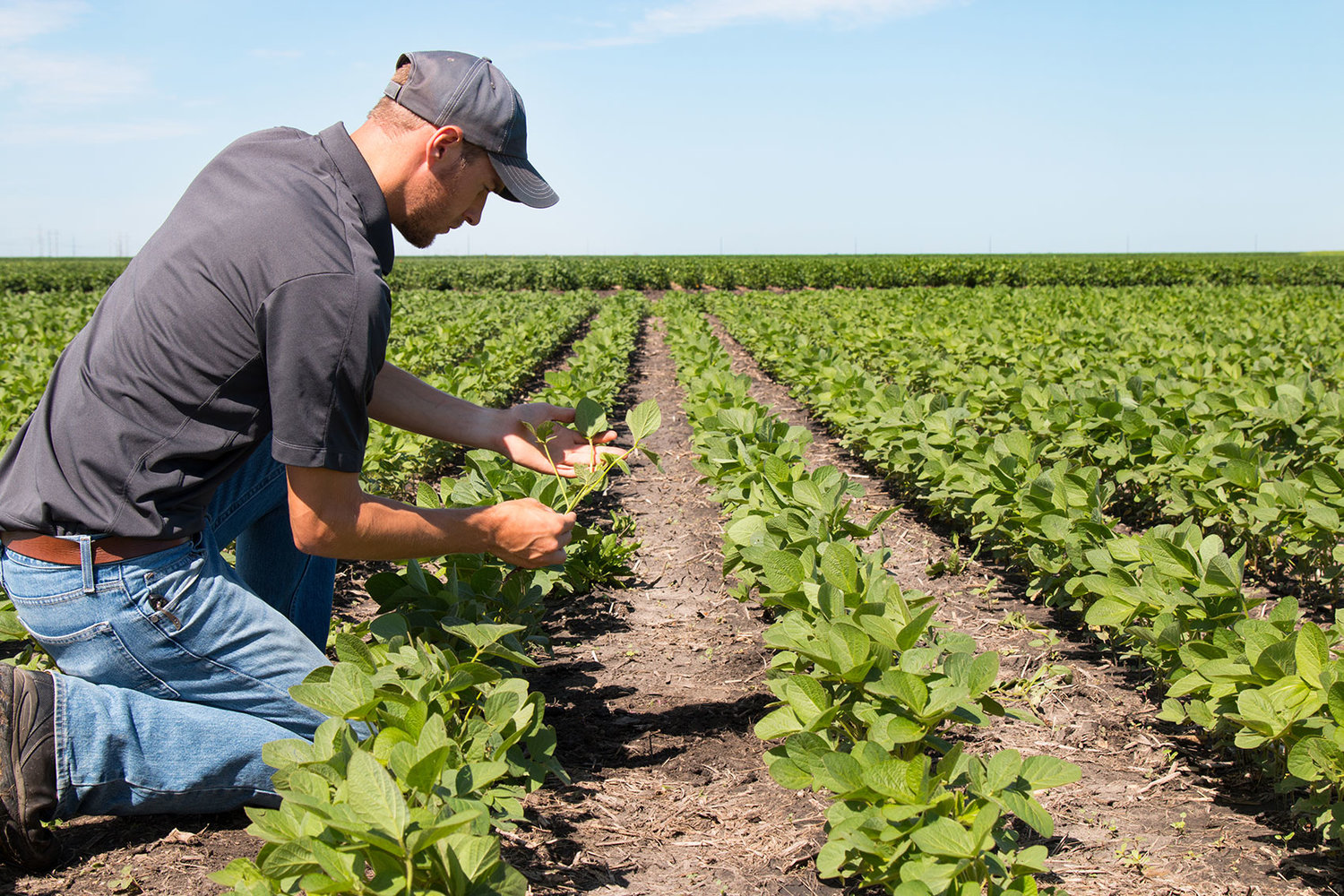 multi peril crop insurance