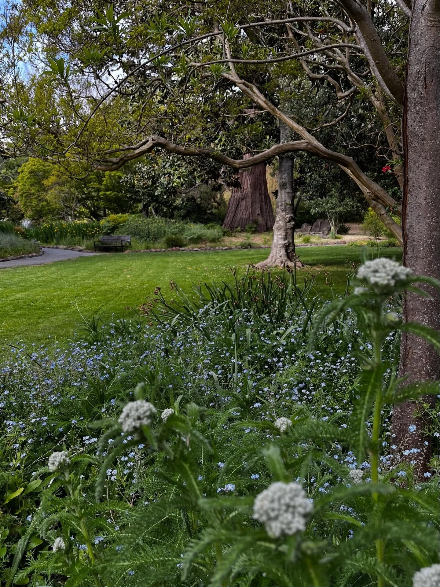 Coming up for air, and thought I'd share a few images from my newest labor of love.  Getting dirty, making beautiful, keeping alive at Marin Art and Garden Center. @marinartandgarden
