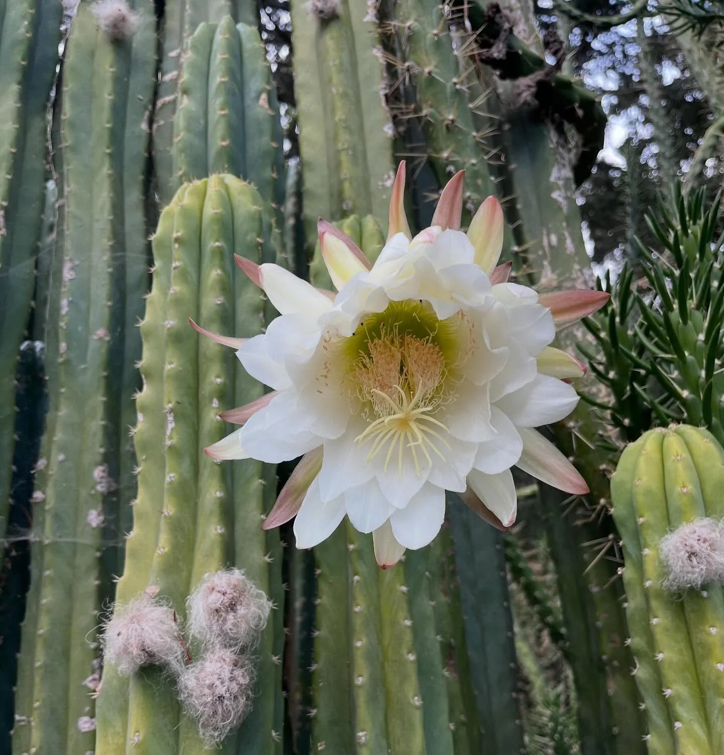 Can't help myself....confident this girl needs her own post.  Blooms overnight, attracting moth and bat pollinators.  Flowers quickly, blink and you miss.