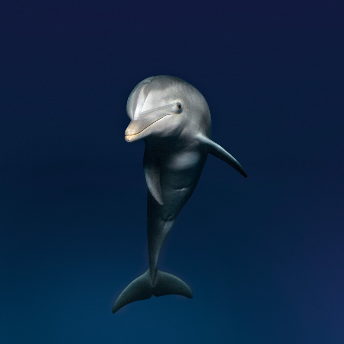 Dolphin_6.JPG