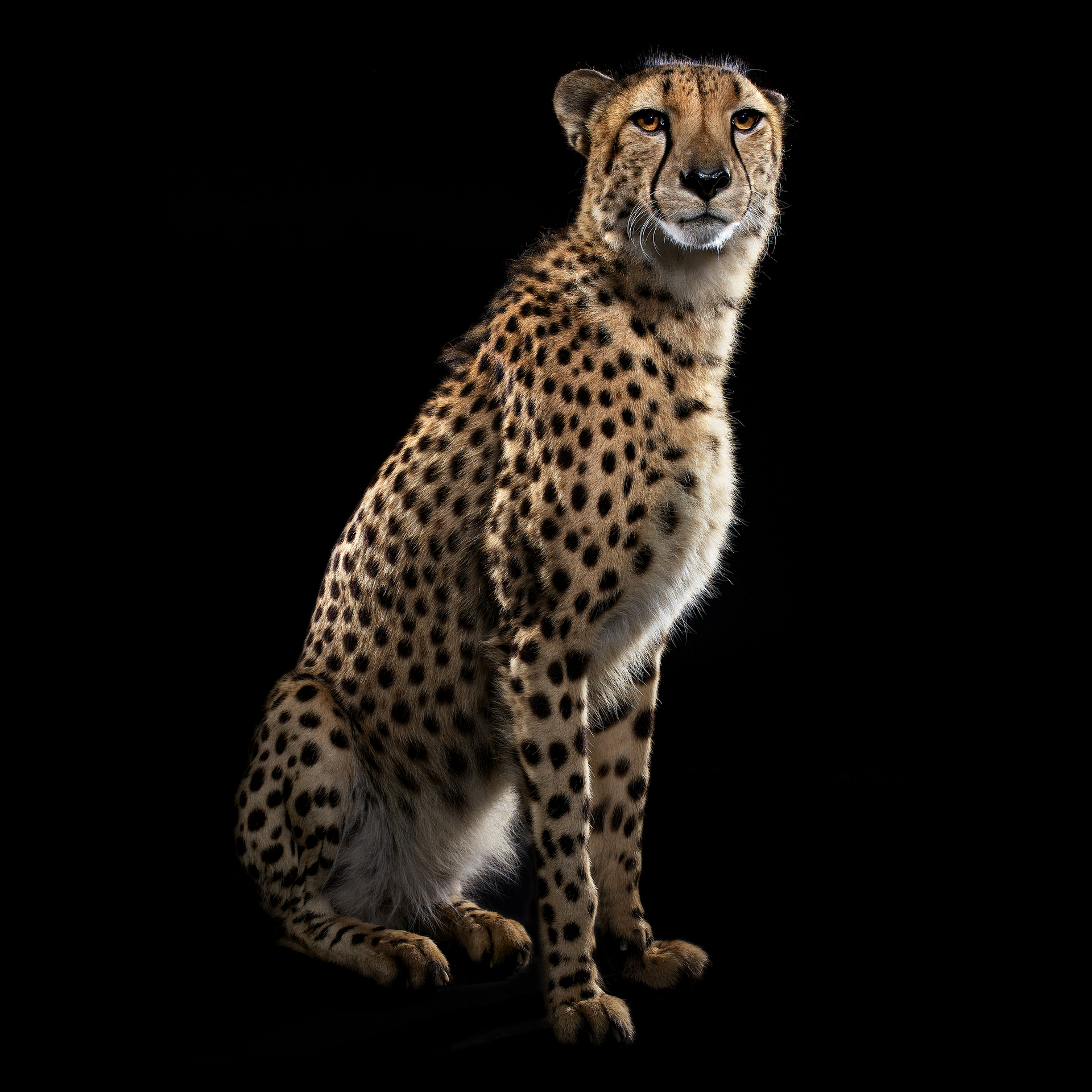 Cheetah2.JPG