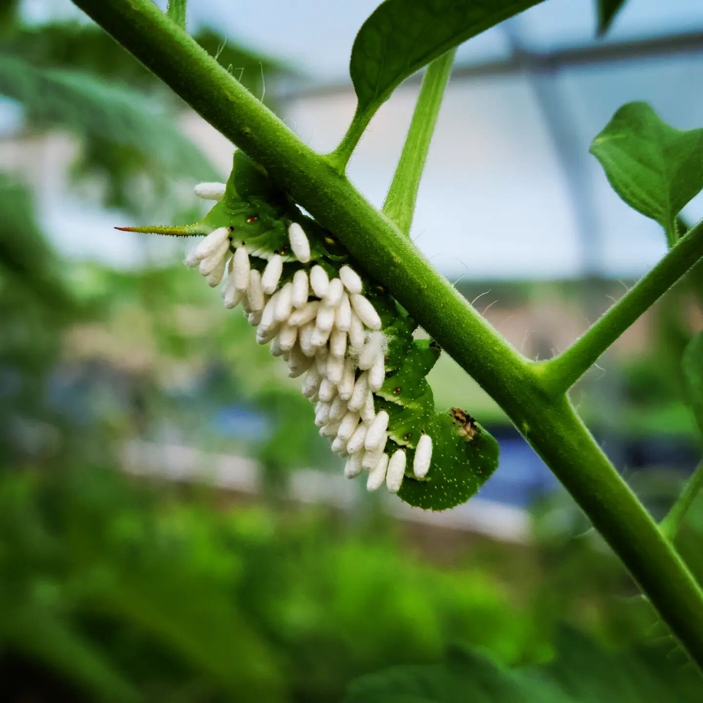 I think this horn worm is toast.  Thanks parasitic wasp for doing me a solid. 
#tomatohornworm #tomatokiller #parasiticwasp #laterdude #toast