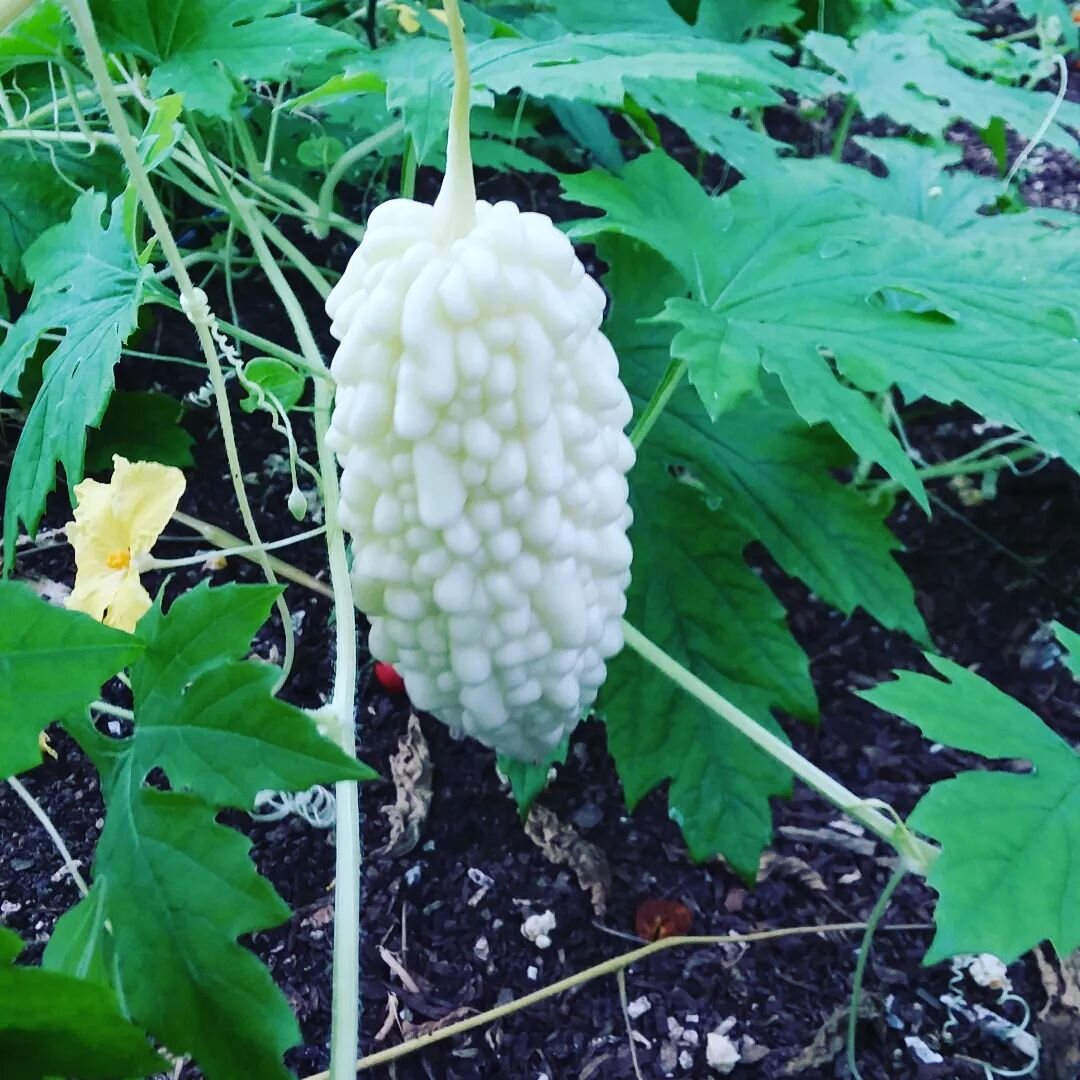 Bitter melon trials.