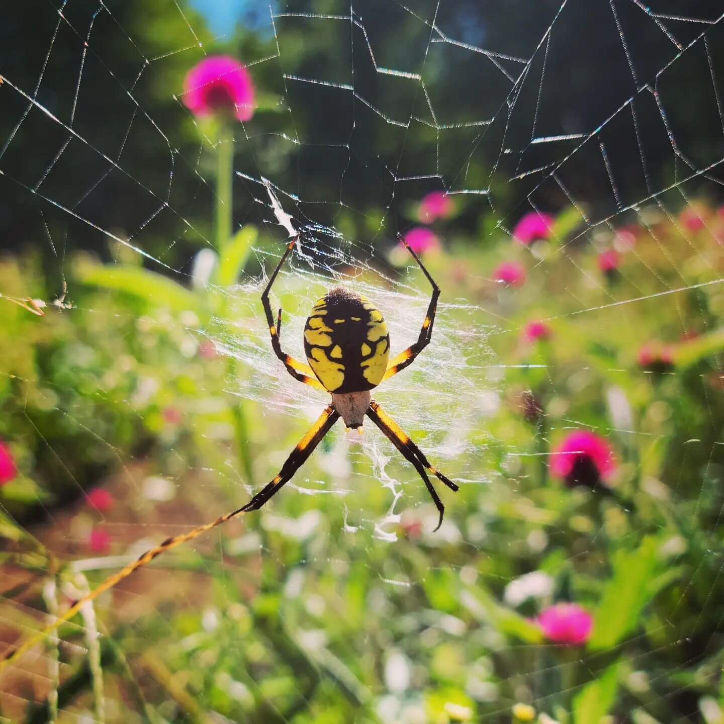 I almost grabbed this Yellow Garden Spider while cutting gomphrena.  I love finding creatures around the farm.  It makes the job I love that much better.

#grateful #flowerfarmer #gardenspider #gomphrena #mothernature #pestpatrol